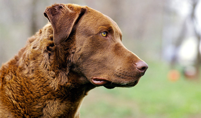Chesapeake Bay Retriever breed dog minepuppy